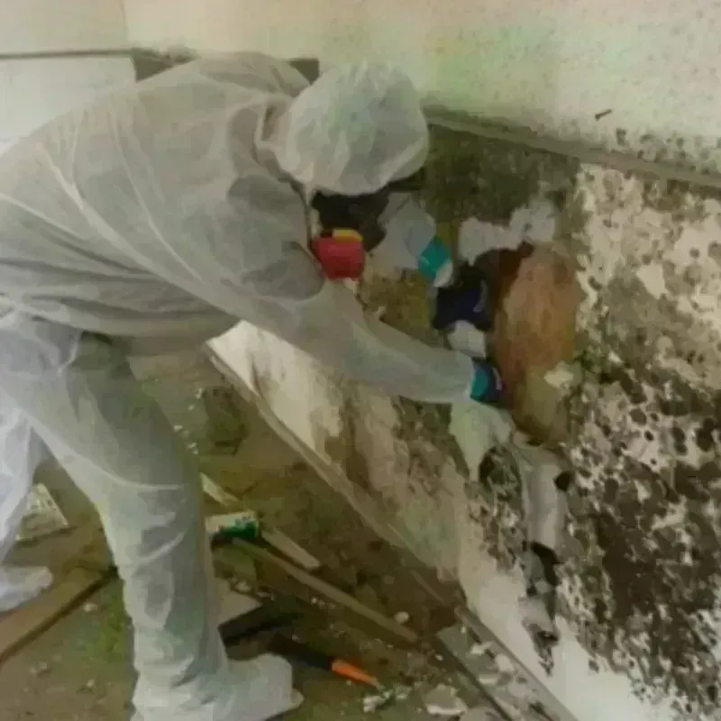 Mold Remediation and Removal in Limington, ME